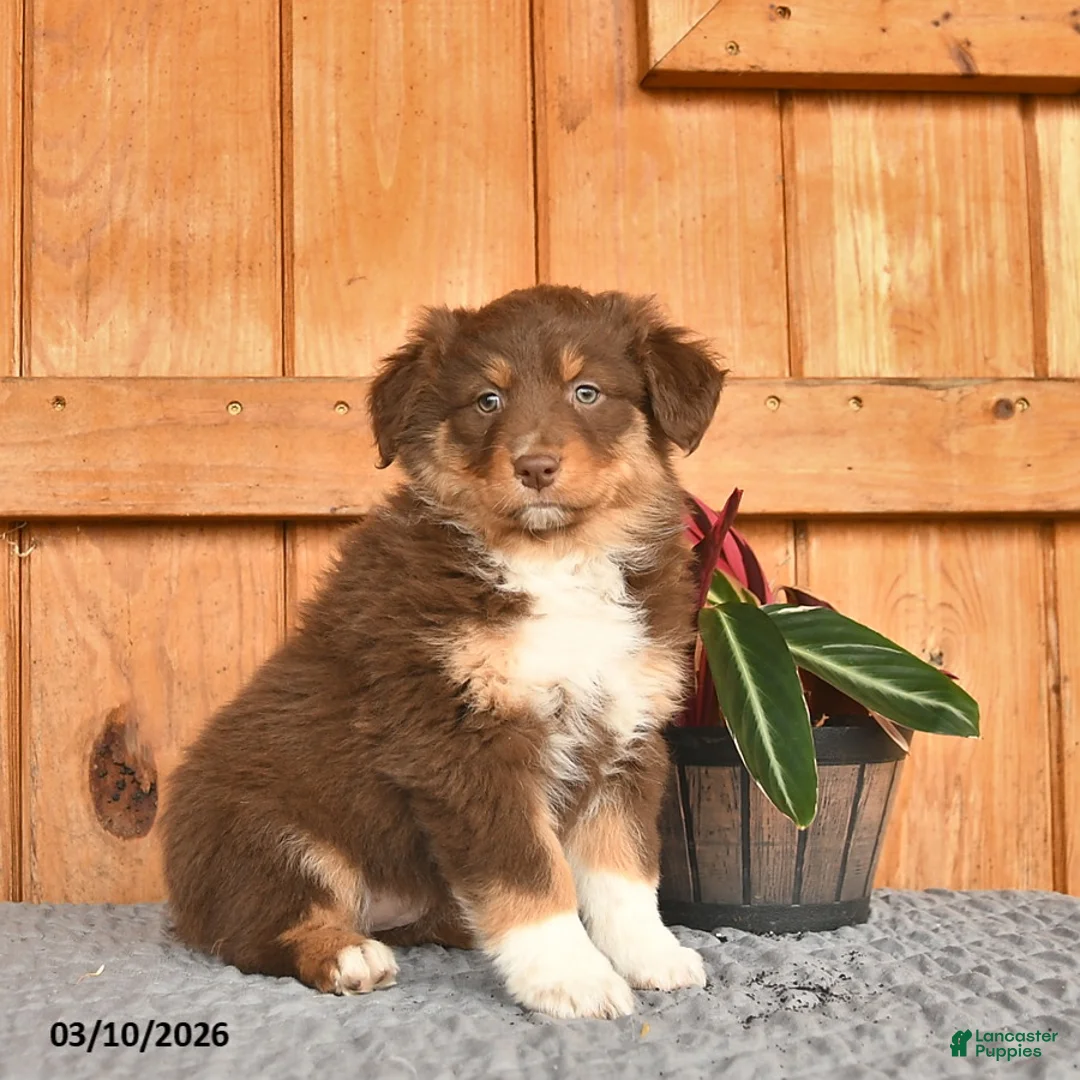 Australian Shepherd dogs for sale: Abigail  - Ad 3