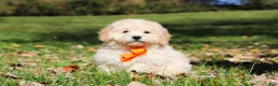 Maltipoo dogs for sale: Connor - Ad 4
