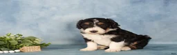 Bernedoodle dogs for sale: Bernedoodle Puppy 1 - Ad 4