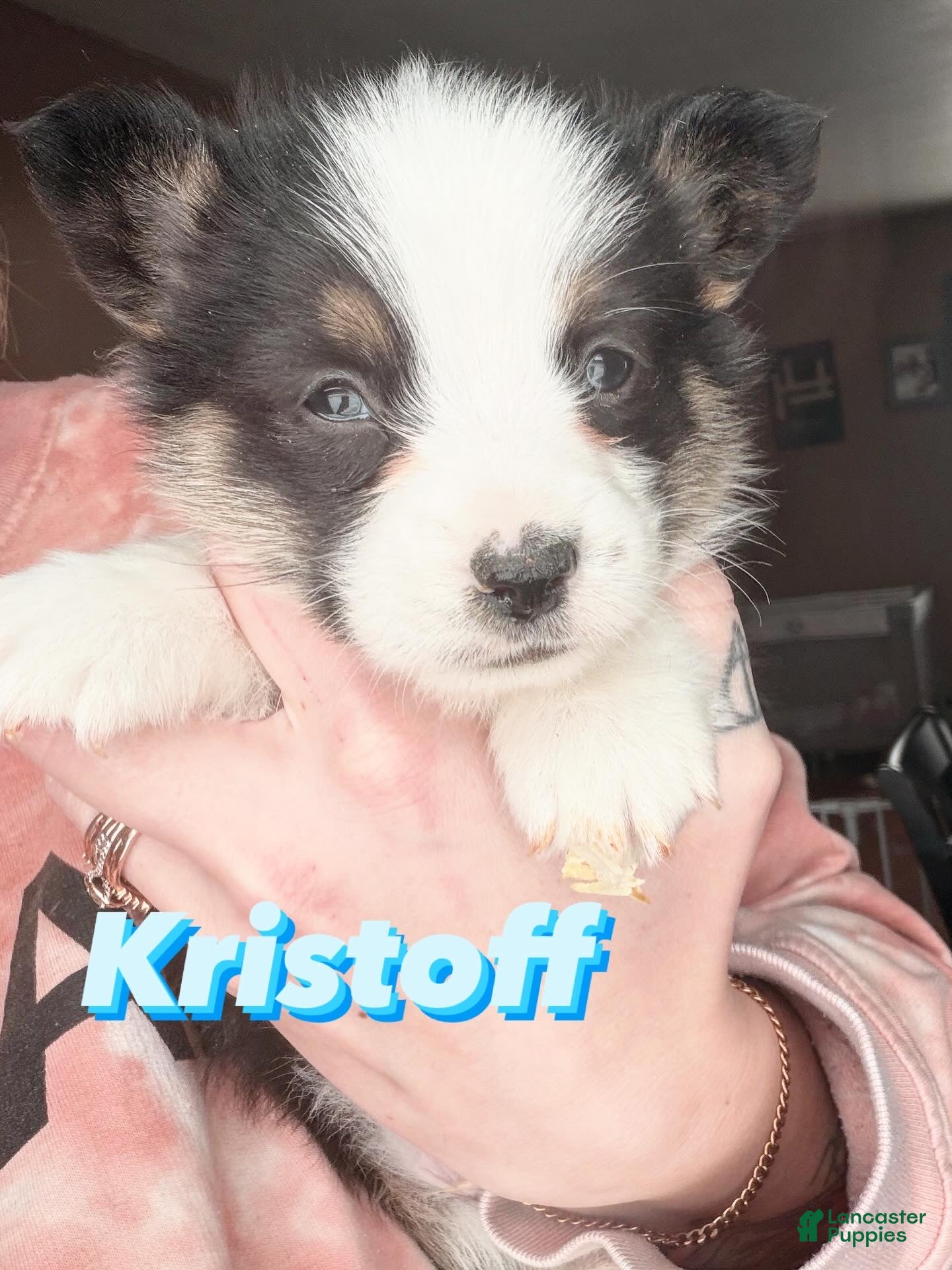 Welsh Corgi Pembroke dogs Welsh Corgi Pembroke Puppy 1 - Ad 20