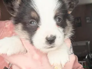 Welsh Corgi Pembroke dogs Welsh Corgi Pembroke Puppy 1 - Ad 20