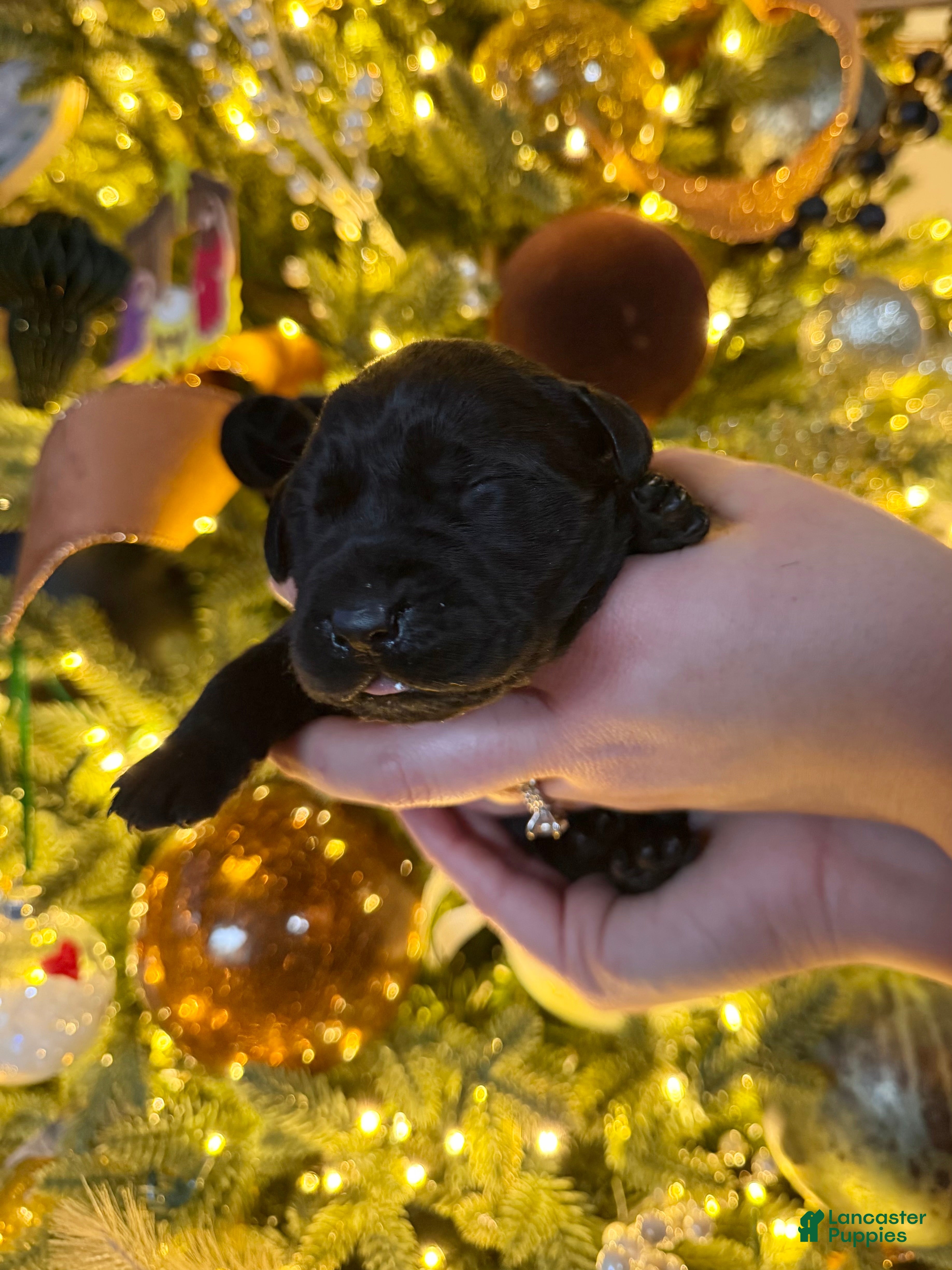 Labrador Retriever dogs Labrador Retriever Puppy 6 - Ad 6