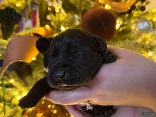 Labrador Retriever dogs Labrador Retriever Puppy 6 - Ad 6