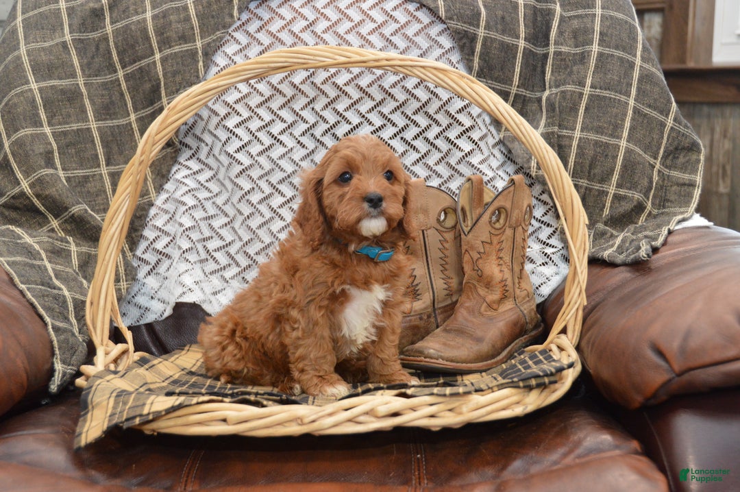 Cavapoo dogs for sale: Jerrick - Ad 8