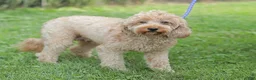 Mini Goldendoodle dogs for sale: Lavon - Ad 15