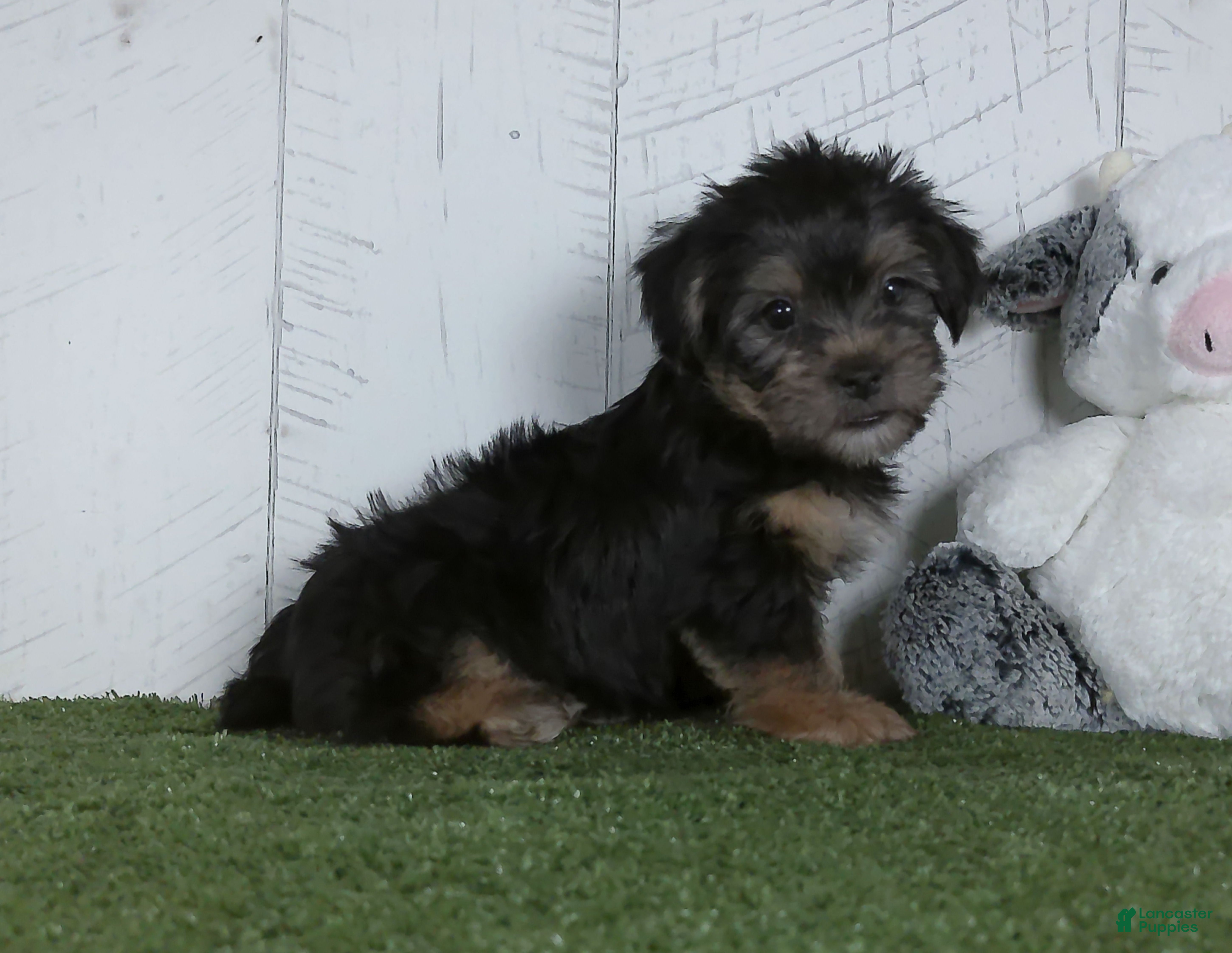 Shorkie dogs Winnie - Ad 2