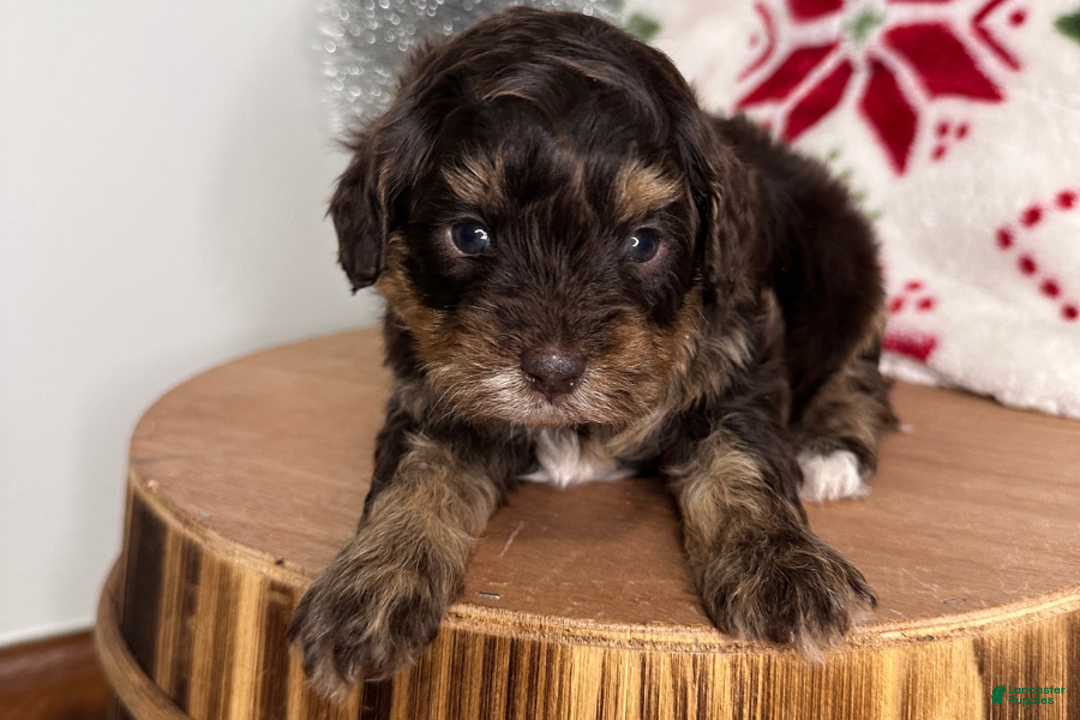 Cavapoo dogs for sale: Tinsel - Ad 3