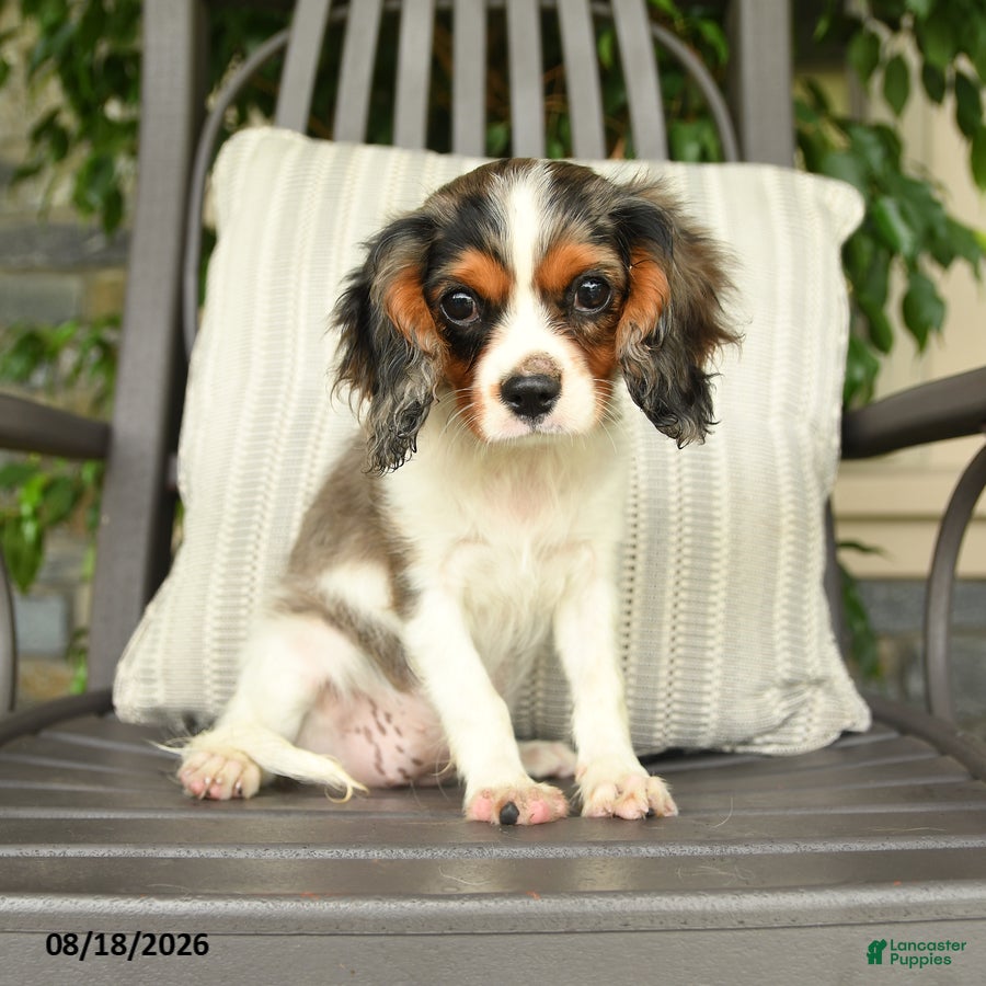 Cavalier King Charles Spaniel dogs Kentucky - Ad 1
