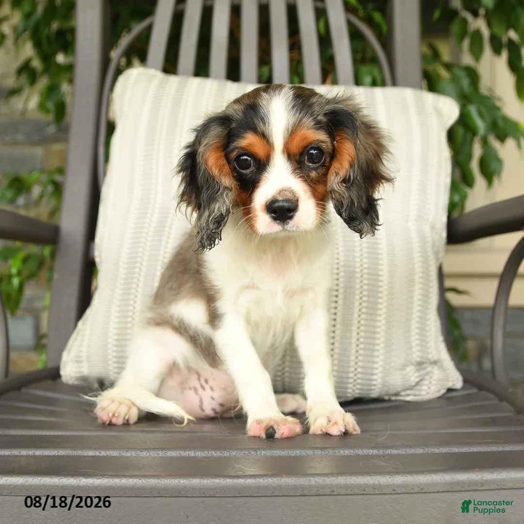 Cavalier King Charles Spaniel dogs for sale: Kentucky - Ad 1