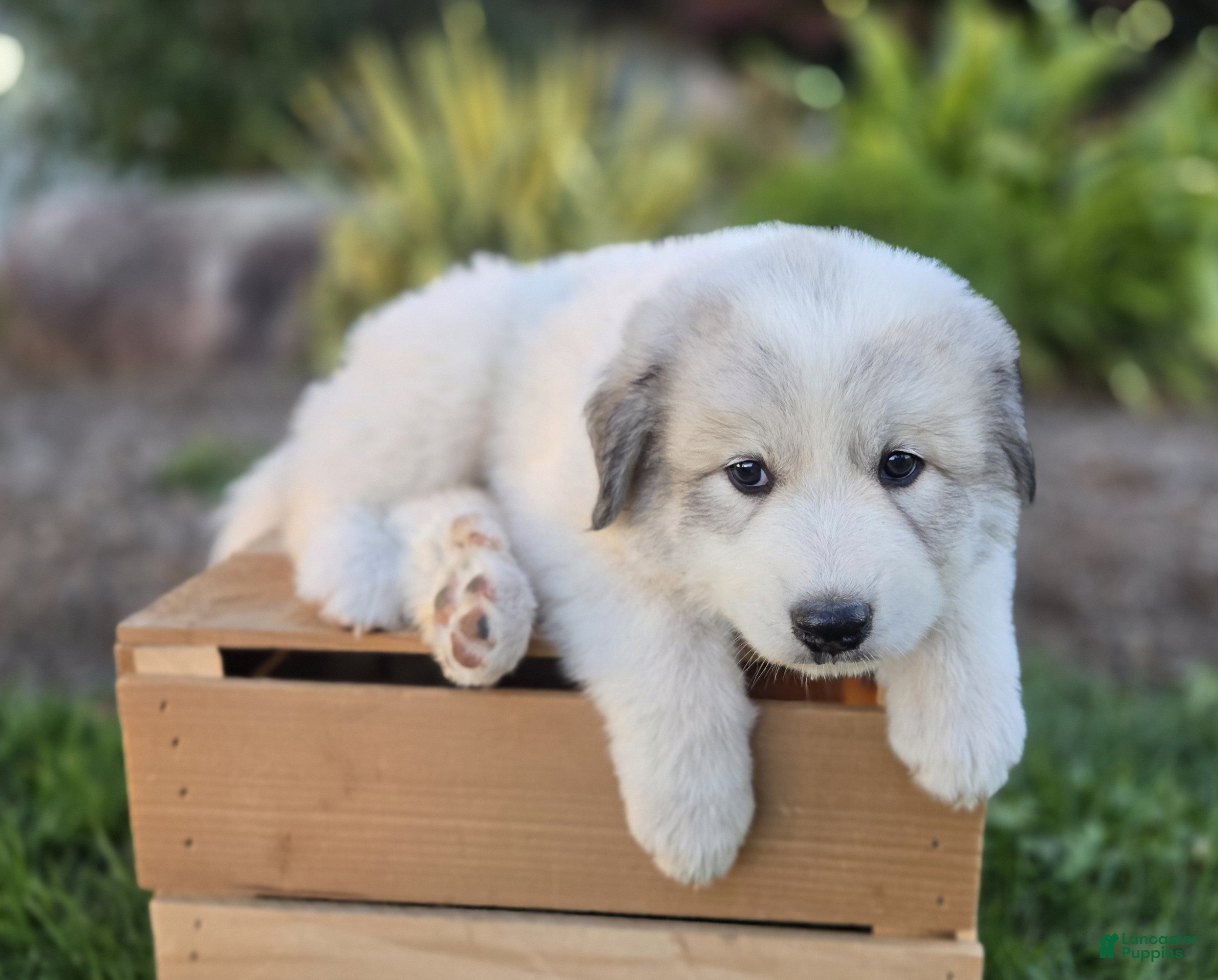 Great Pyrenees dogs Kate - Ad 2