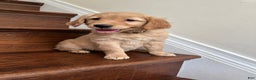 Golden Retriever dogs for sale: Opal - Ad 5
