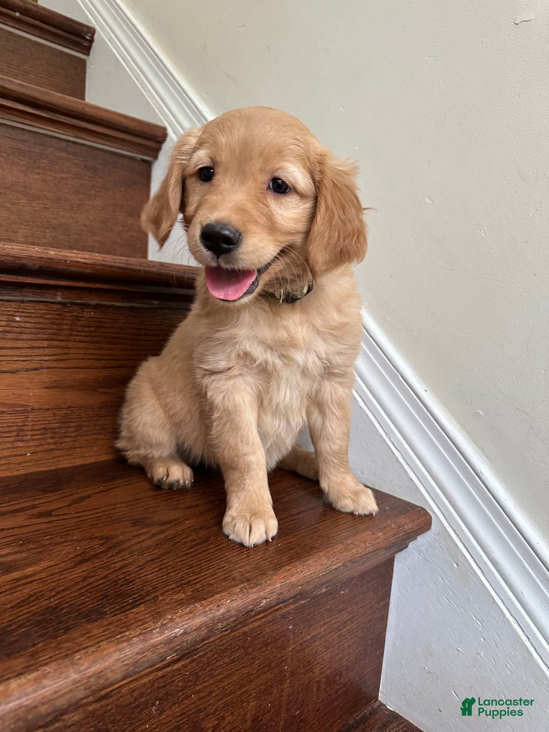 Golden Retriever dogs for sale: Opal - Ad 5