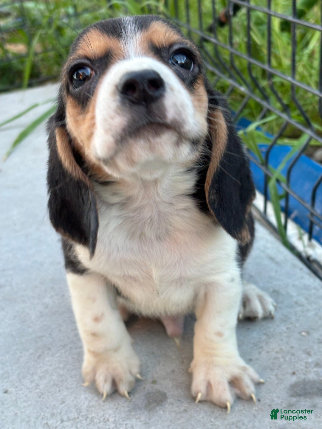 Beagle dogs for sale: Gus - Ad 13