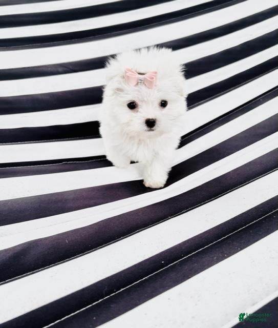 Maltese dogs for sale: Maltese Puppy 1 - Ad 1