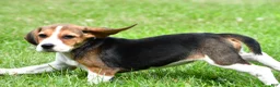 Beagle dogs for sale: Cassandra - Ad 3