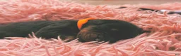 Doberman Pinscher dogs for sale: European Doberman Male (Orange collar) - Ad 4