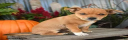 Mixed Breed dogs for sale: Briar - Ad 3