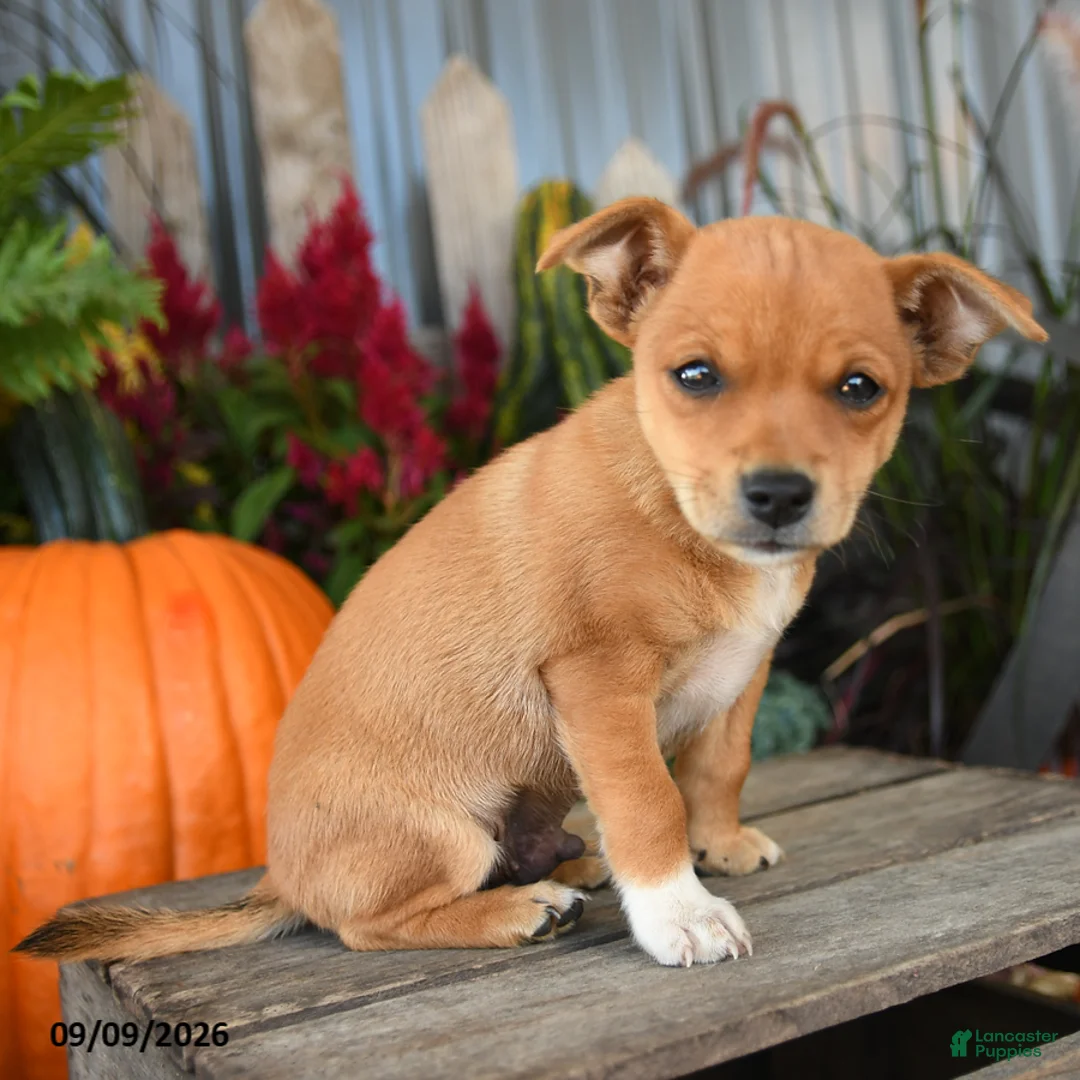 Mixed Breed dogs for sale: Briar - Ad 3