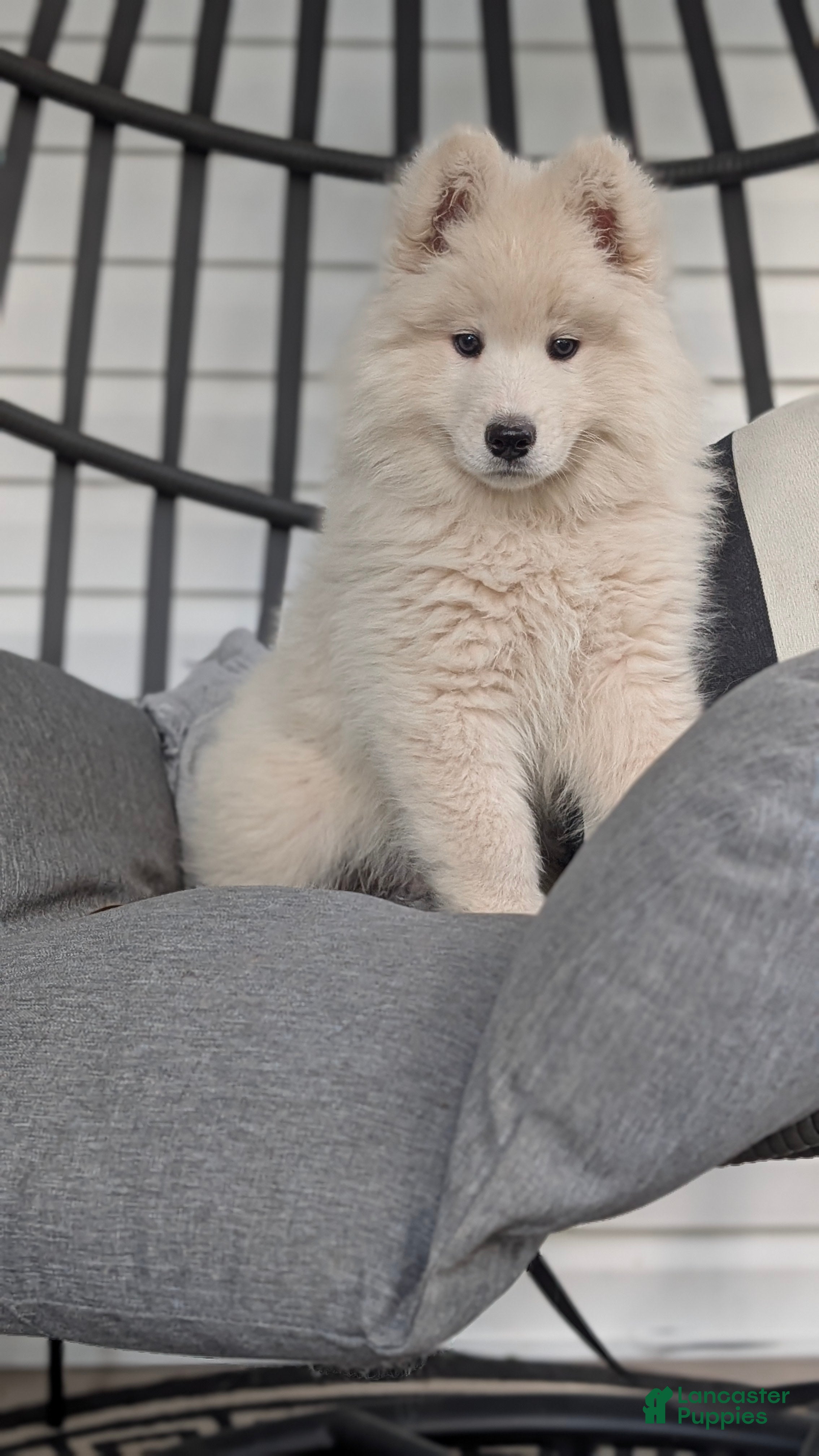 Samoyed dogs Benson  - Ad 2