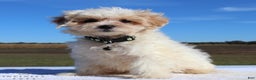 Maltipoo dogs for sale: Delilah - Ad 7
