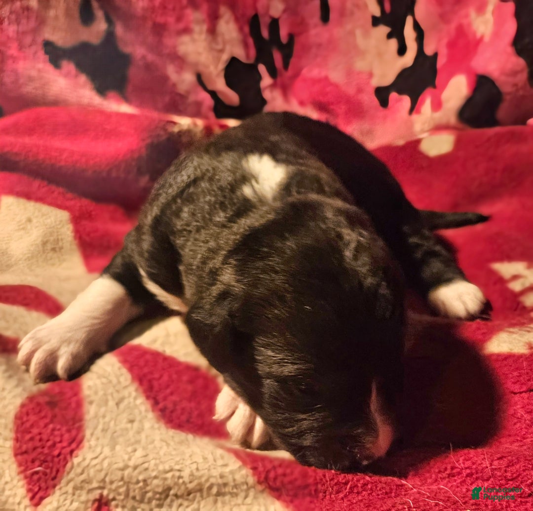 Border Collie dogs for sale: Ice - Ad 7