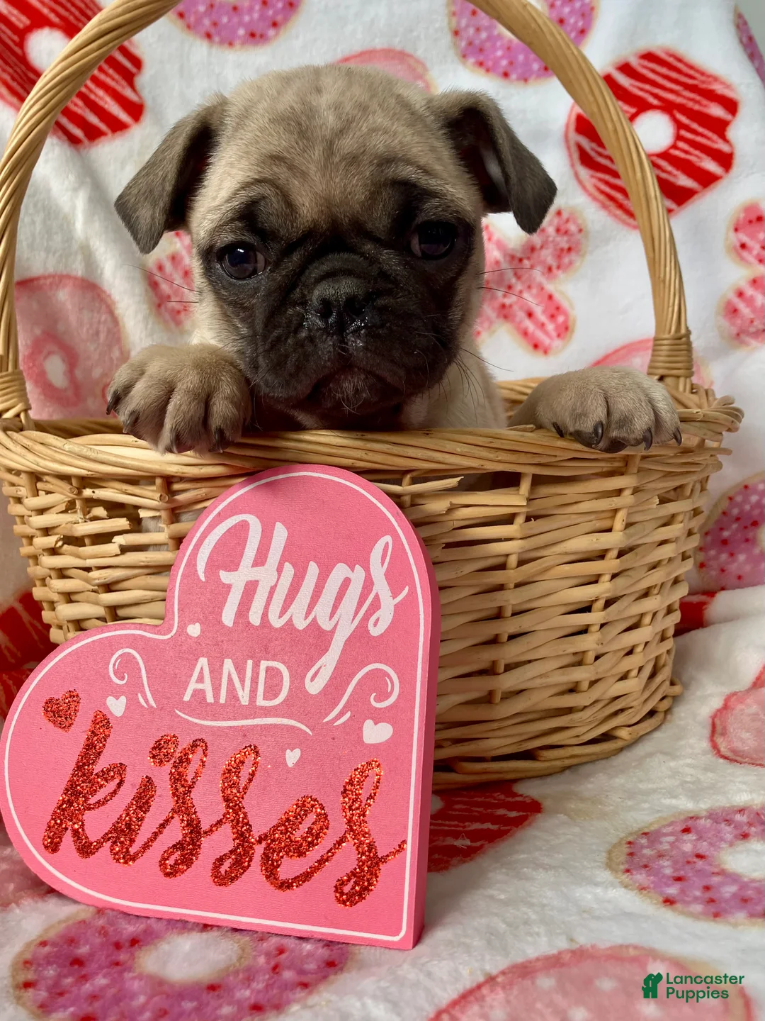 Pug dogs for sale: Rocky - Ad 3