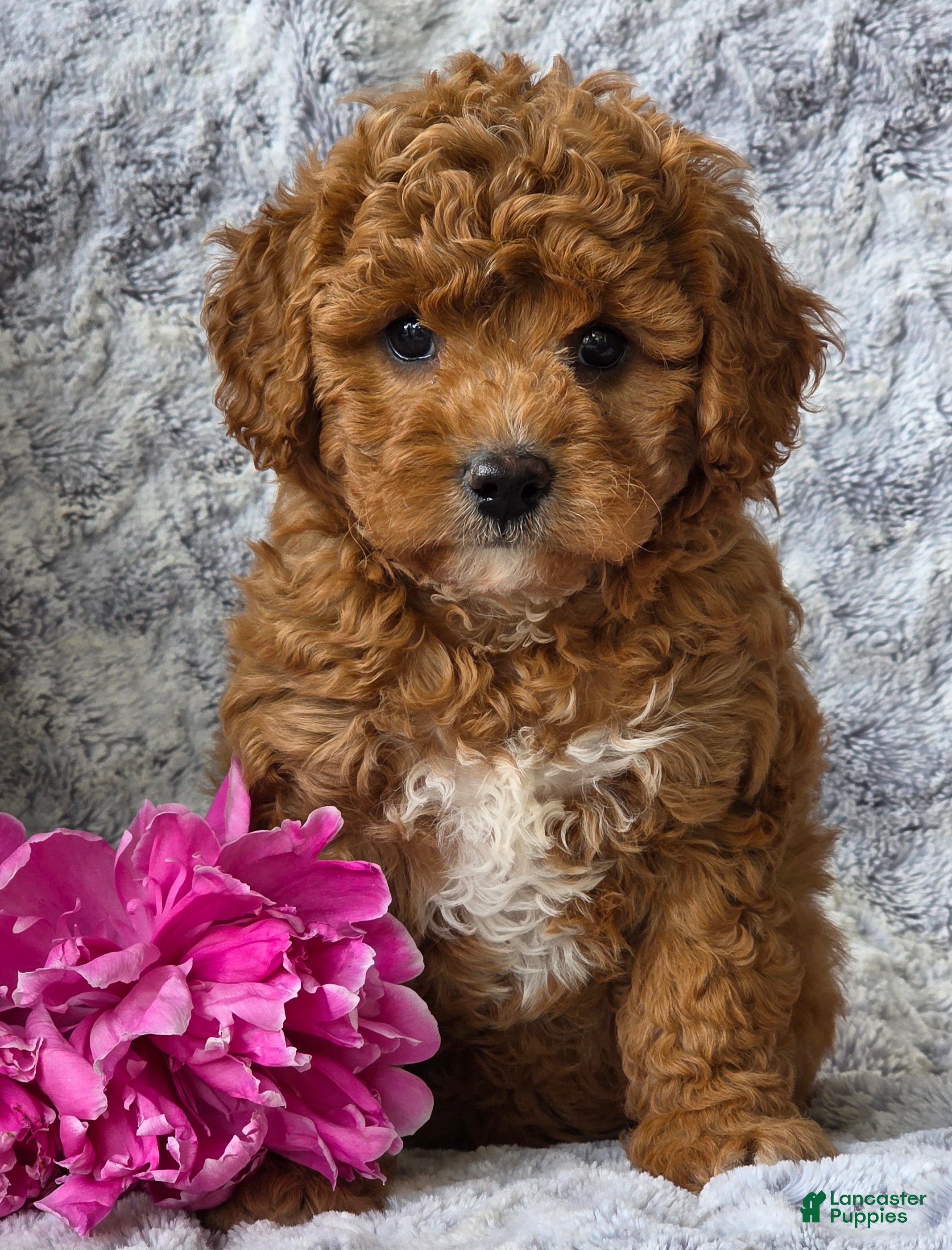Cavapoo dogs Summer  - Ad 1
