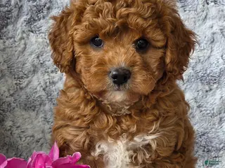 Cavapoo dogs for sale: Summer - Ad 1