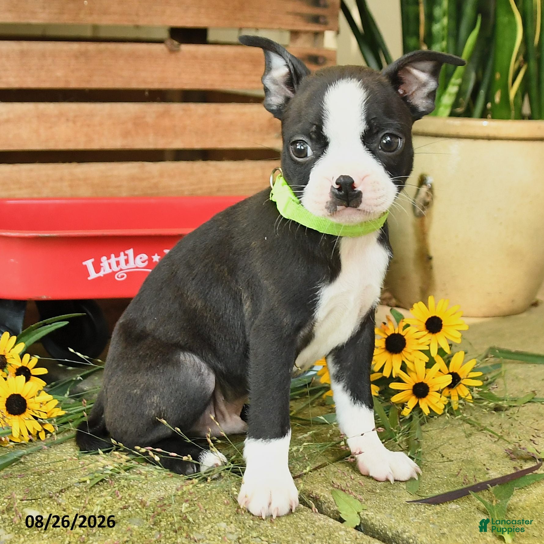 Boston Terrier dogs Percy - Ad 2