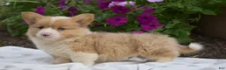 Welsh Corgi Pembroke dogs for sale: Remi - Ad 5