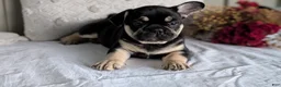 French Bulldog dogs for sale: Finn - Ad 4