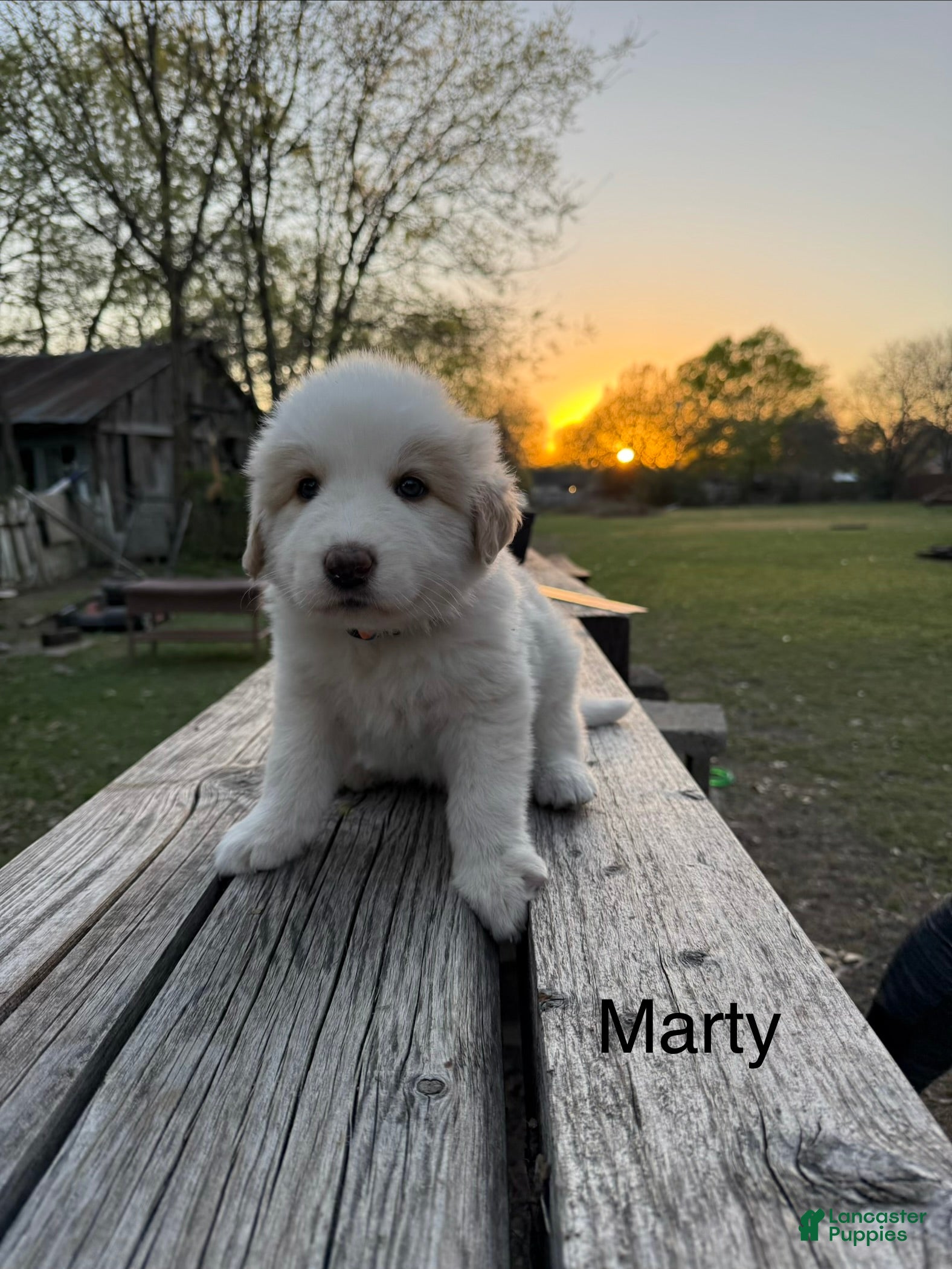 Great Pyrenees dogs Great Pyrenees Puppy 6 - Marty - Ad 1