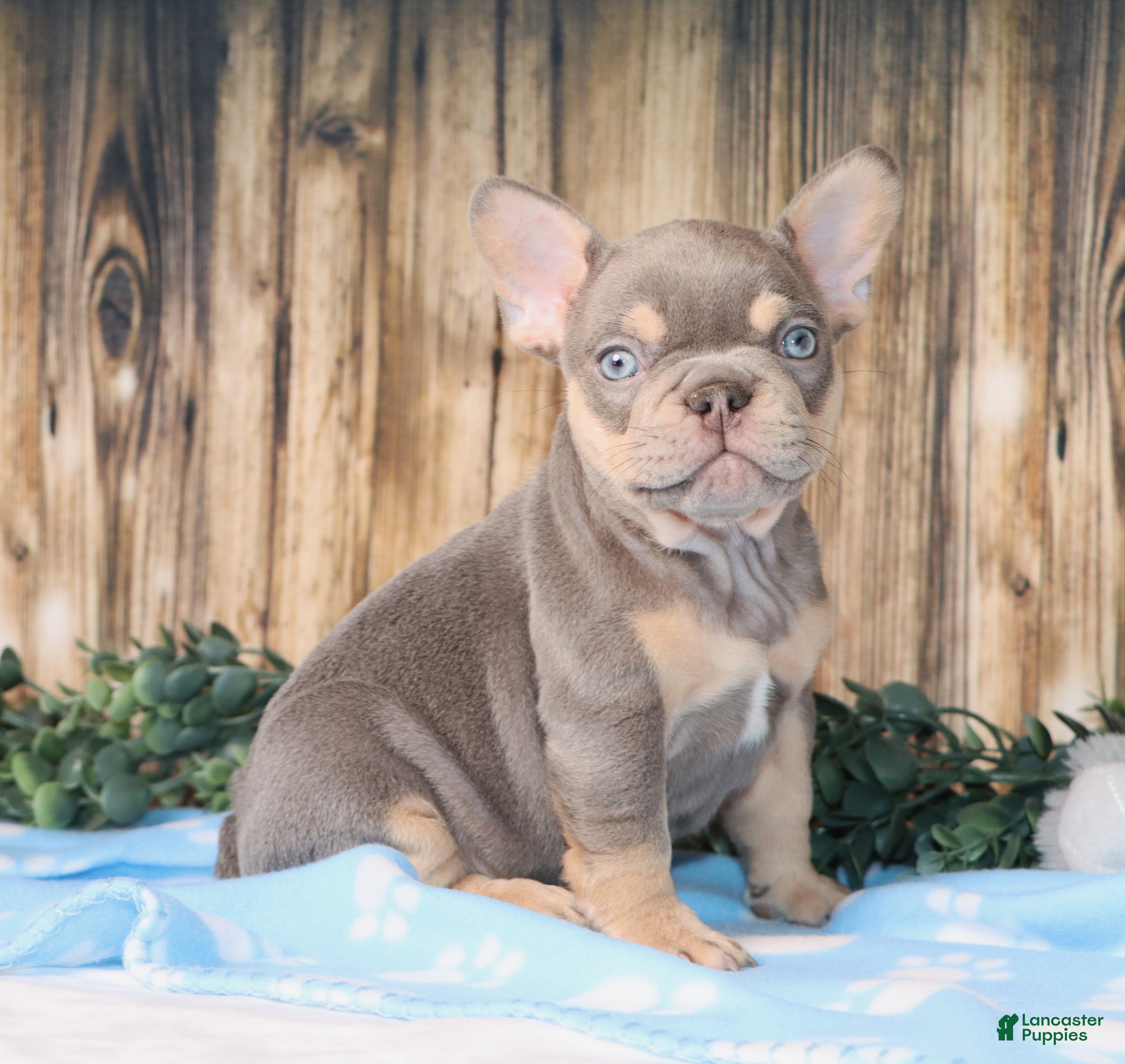 French Bulldog dogs Obi - Ad 1