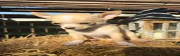 Chihuahua dogs for sale: Amber - Ad 4