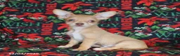 Chihuahua dogs for sale: Leo - Ad 4