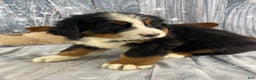 Bernese Mountain Dog dogs for sale: Cash - Ad 4
