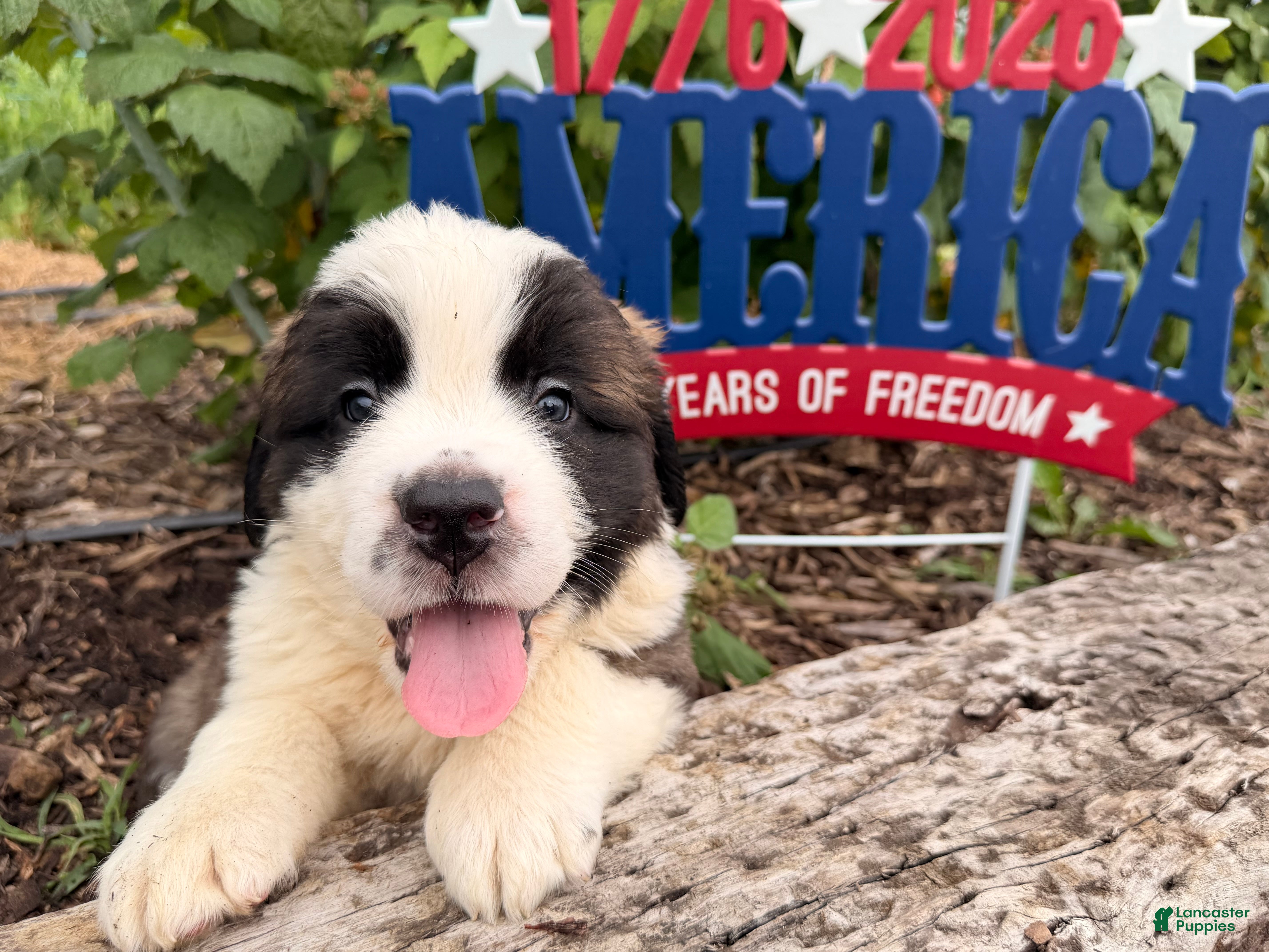 Saint Bernard dogs  Bix - Ad 1
