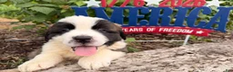Saint Bernard dogs for sale:  Bix - Ad 1