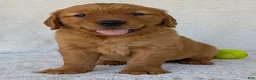 Golden Retriever dogs for sale: Miss Ruby  - Ad 11