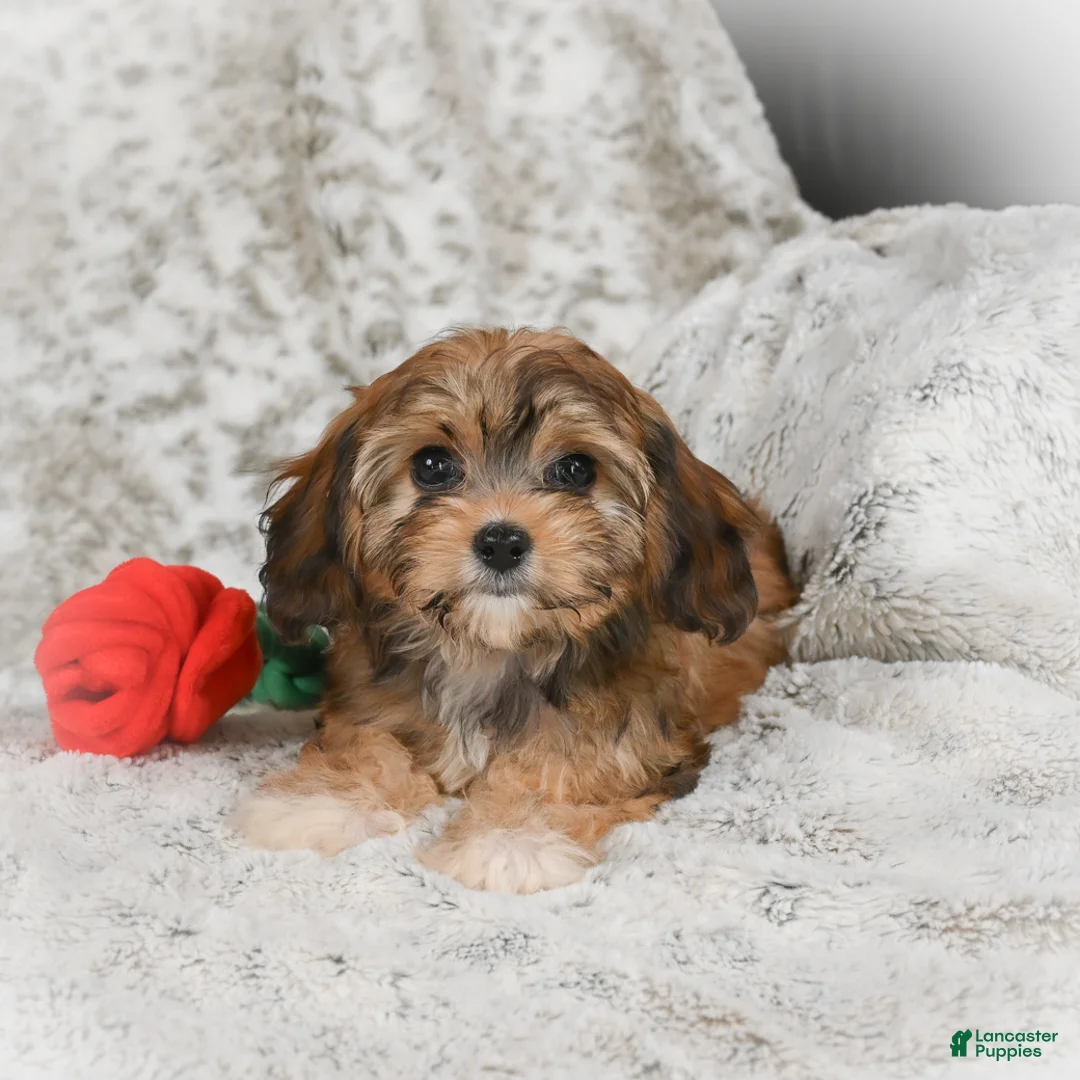 Havanese dogs for sale: Holly - Ad 6