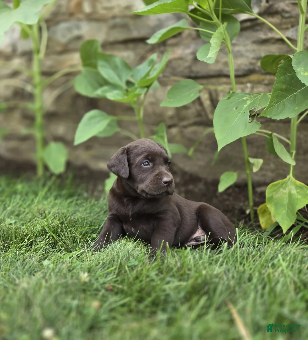 Labrador Retriever dogs for sale: Summer - Ad 1