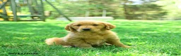 Golden Retriever dogs for sale: Paws - Ad 1