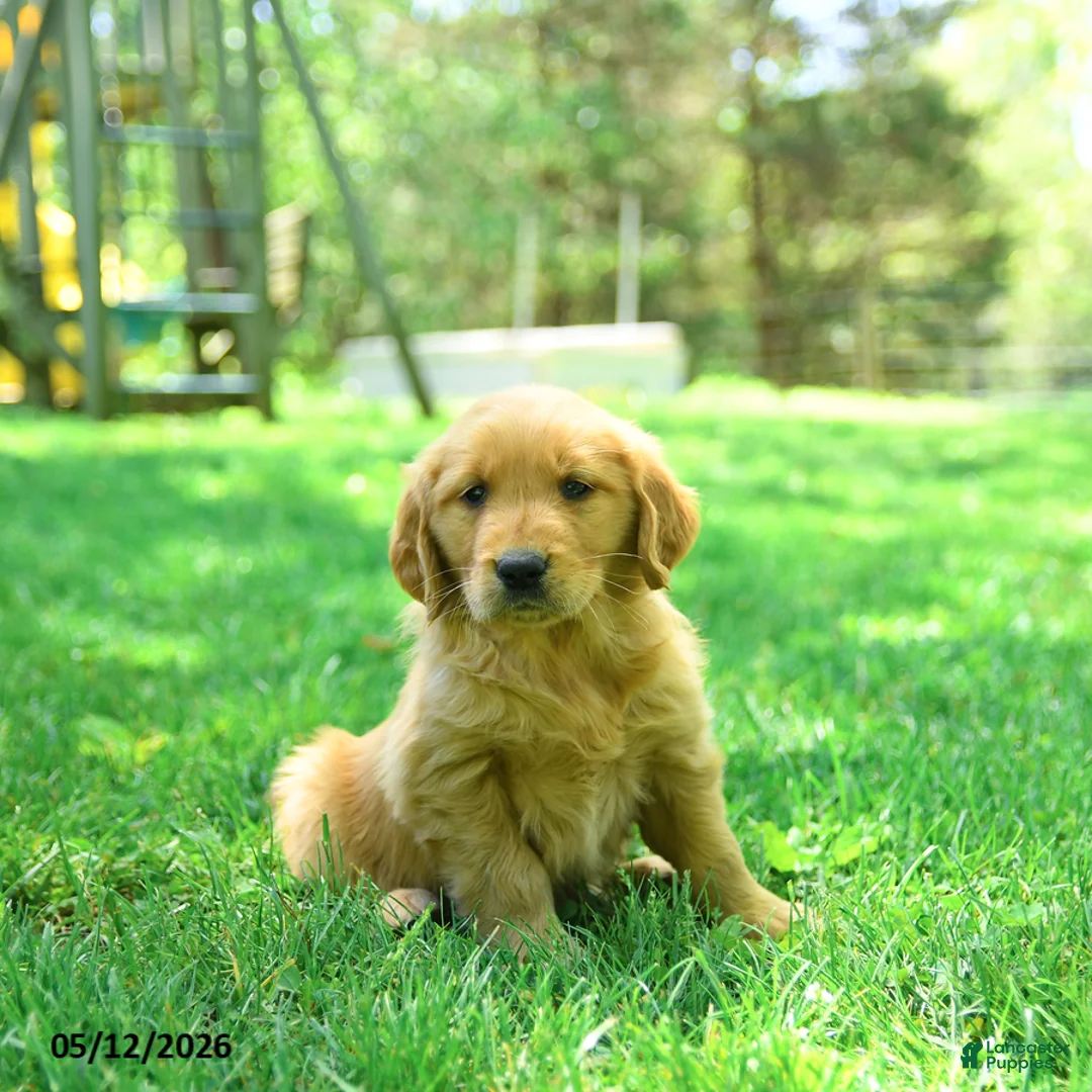 Golden Retriever dogs for sale: Paws - Ad 1