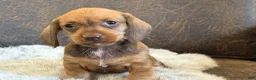 Miniature Dachshund dogs for sale: Dash - Ad 9