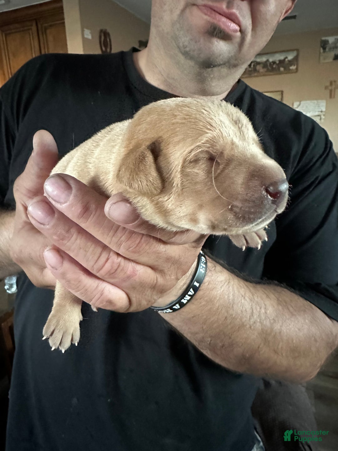 Labrador Retriever dogs for sale: Labrador Retriever Puppy 2 - Ad 11