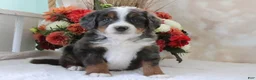 Mini Bernedoodle dogs for sale: Jasper - Ad 1