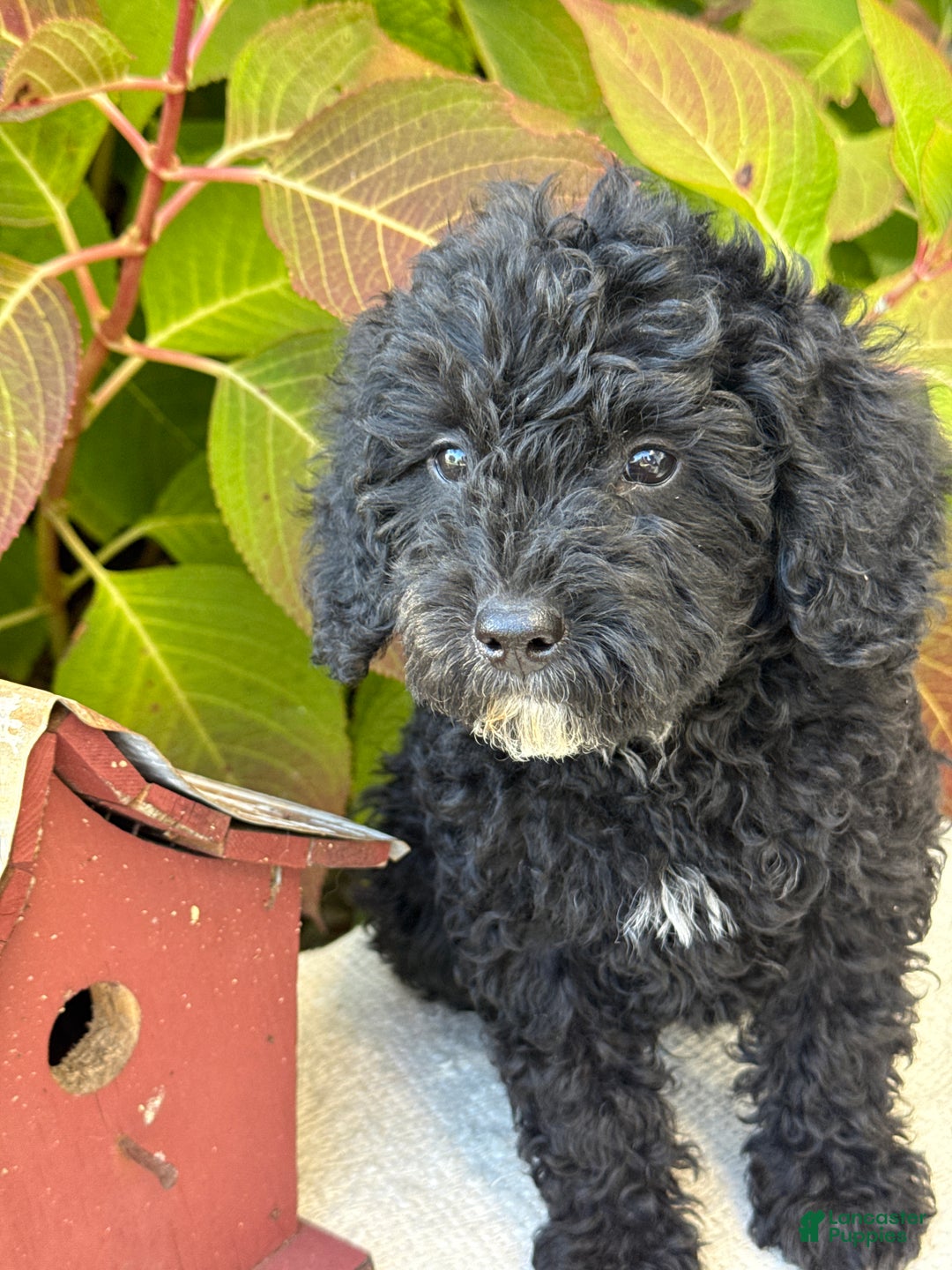 Mini Goldendoodle dogs for sale: Jinx - Ad 10