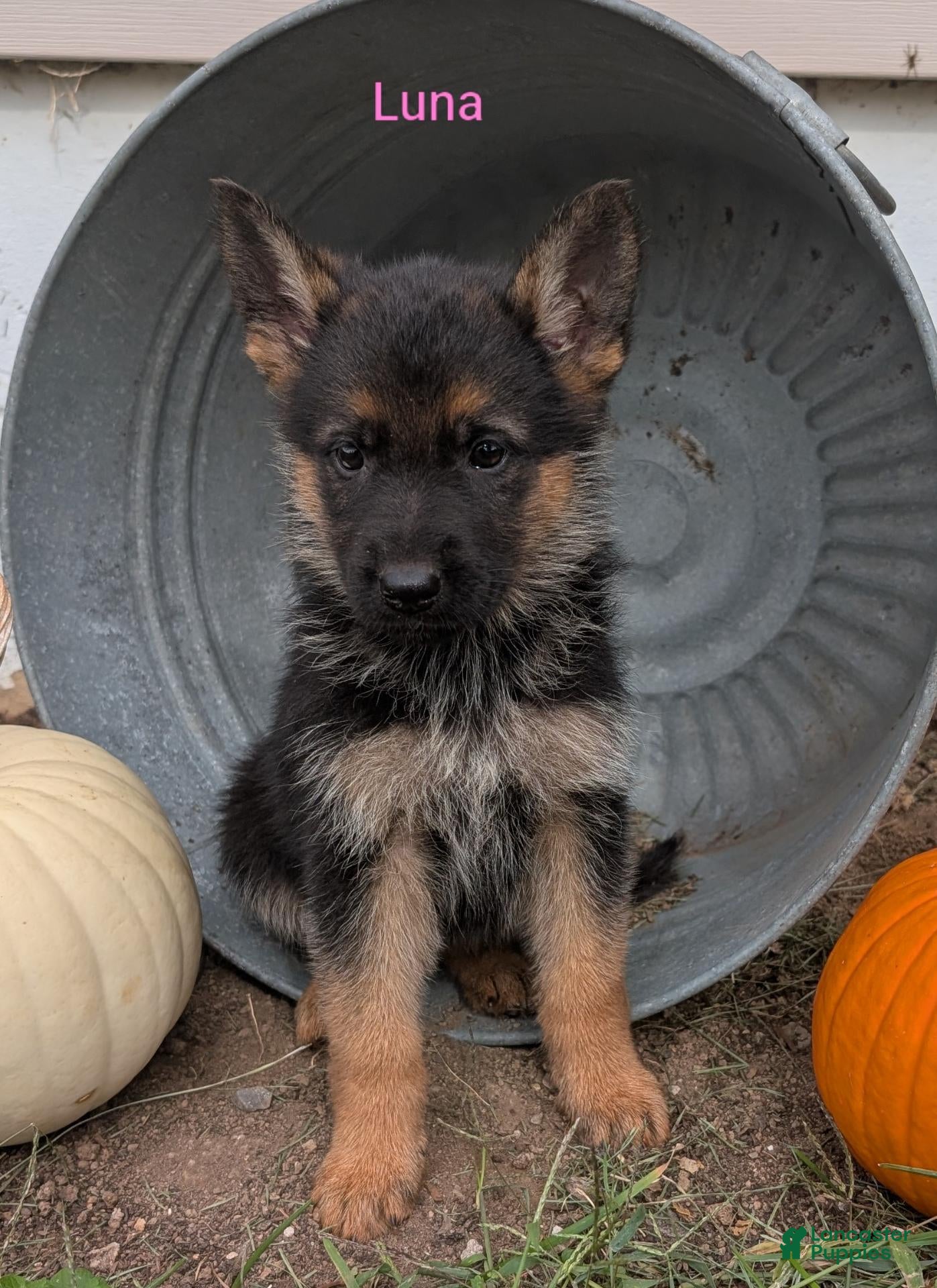 German Shepherd dogs for sale: Luna - Ad 42