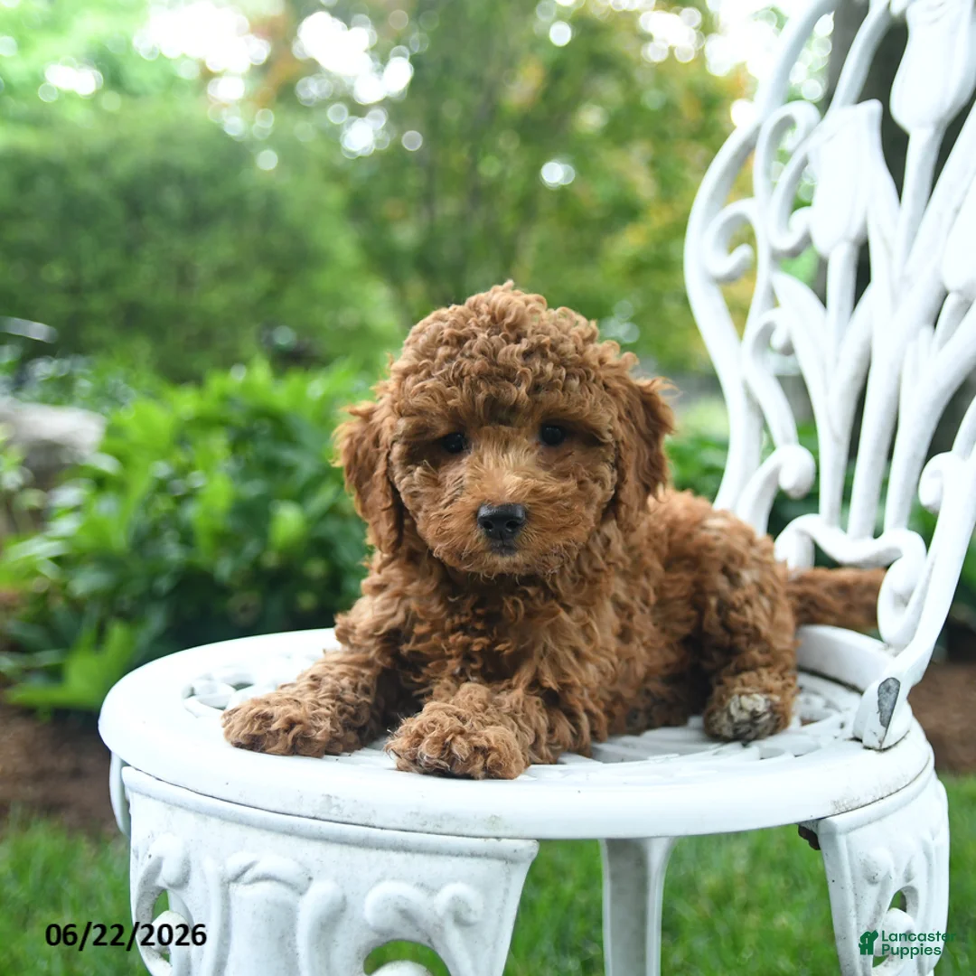 Miniature Poodle dogs for sale: Charly - Ad 2