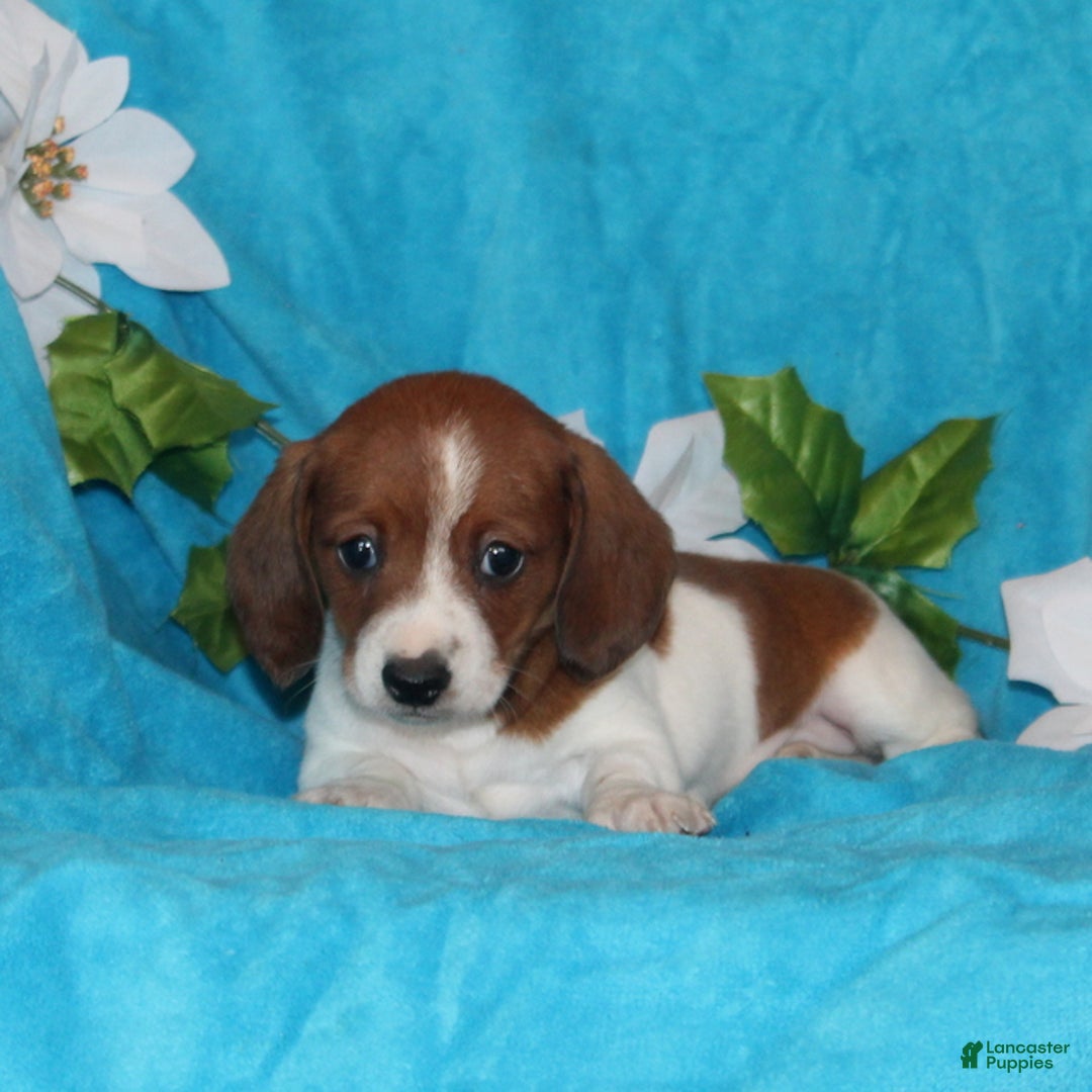 Miniature Dachshund dogs for sale: Dolly - Ad 2